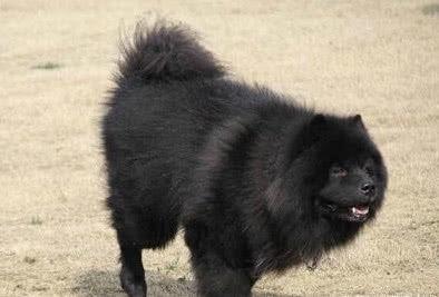 不应遗忘的犬种,中国原生松狮犬,形体如熊,威风凛凛,好不霸气|松狮犬|犬种|原生|松狮|守卫犬_新浪新闻