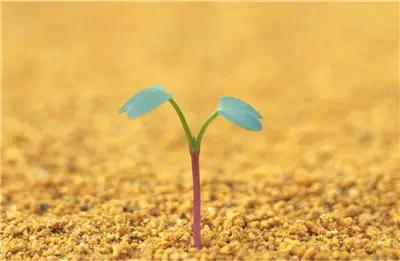 植物成长阶段不同养花技巧 什么时候该做什么 植物成长阶段不同养花技巧 什么时候该做什么