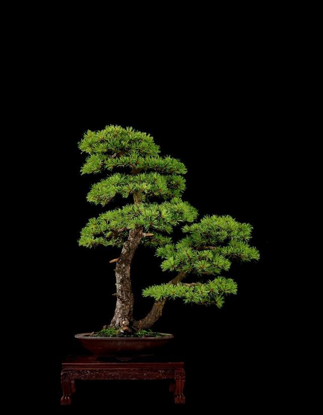 五针松盆景品种珍贵日常养护要小心造型更显气势