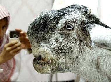 世界上最丑的羊——大马士革山羊:抱歉,我真没认出这是羊