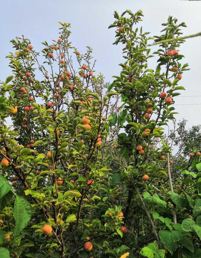 秋天果子熟了,试试这样吃,健脾开胃,老人小孩都爱吃|果丹皮|塑料纸|蒸