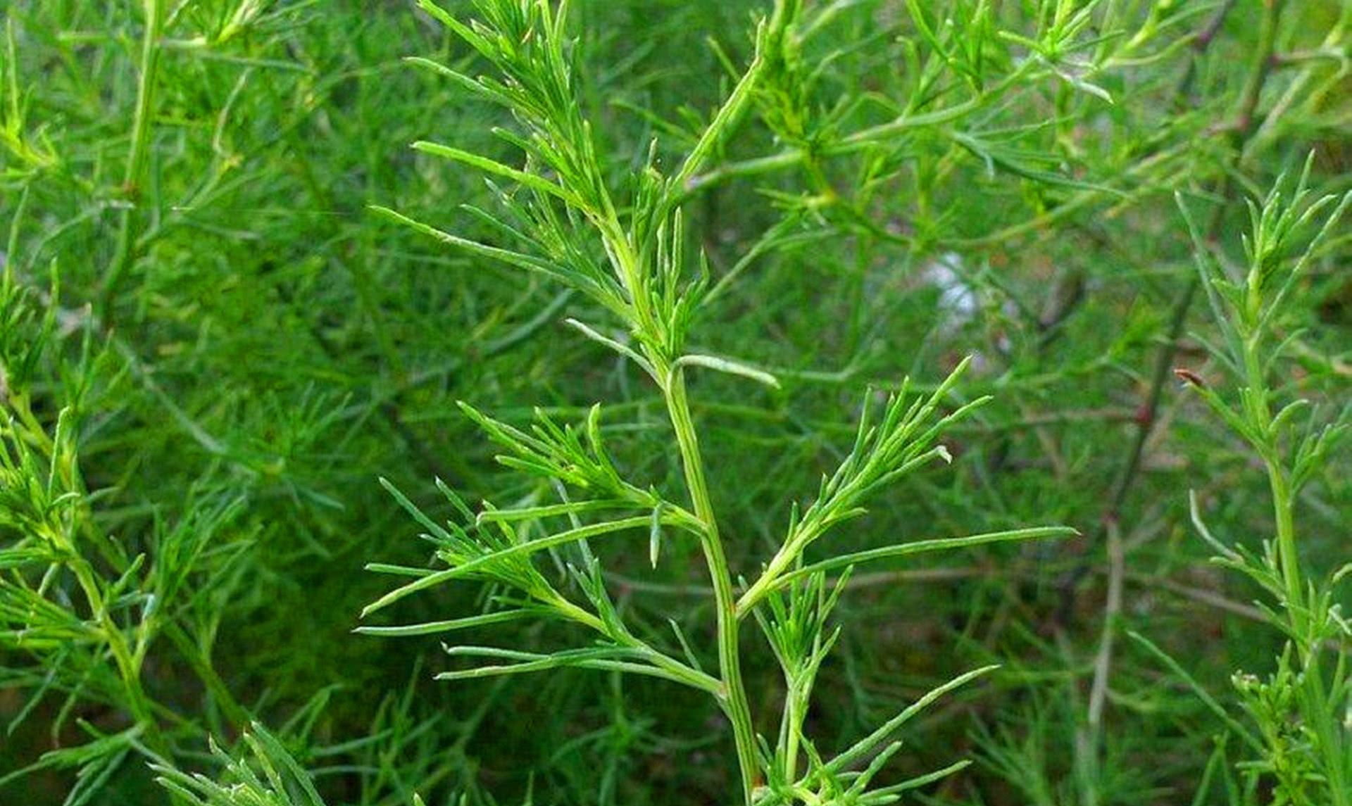 农村100种野草图片(农村野草图片及名称图片)