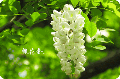 郑州附近又美又靠谱的槐花采摘地在这里!约吗?