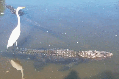 白鹭好不容易才找到大石头歇歇脚,等等,这石头咋还会漂移|白鹭|鳄鱼