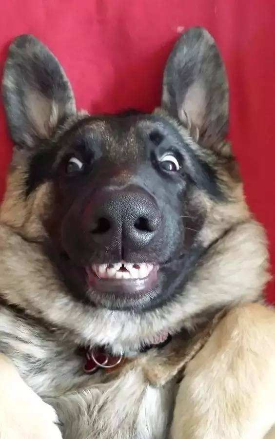 看过这些逗比狗子网友评瞬间赶走所有不开心