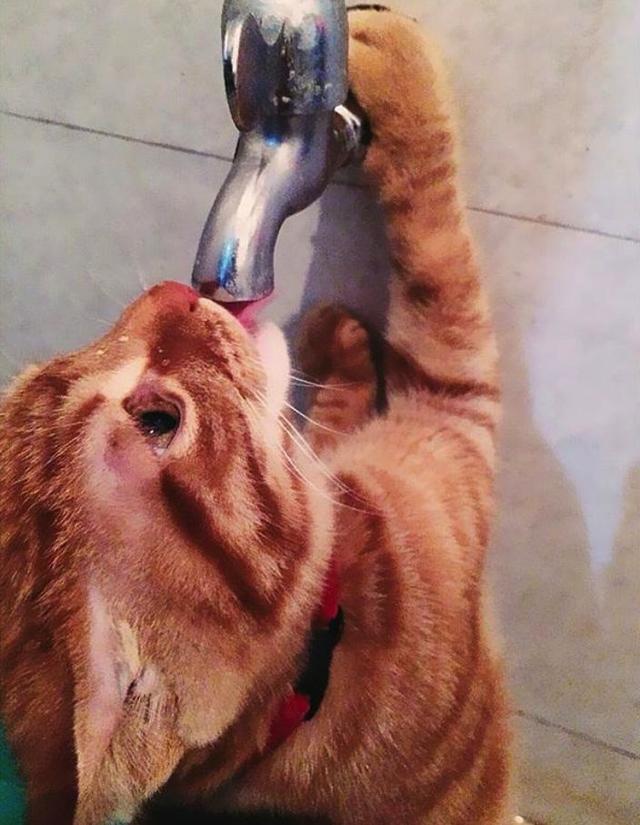 当猫咪遇上水龙头,解锁多种喝水姿势!云喝水的那位你最厉害!