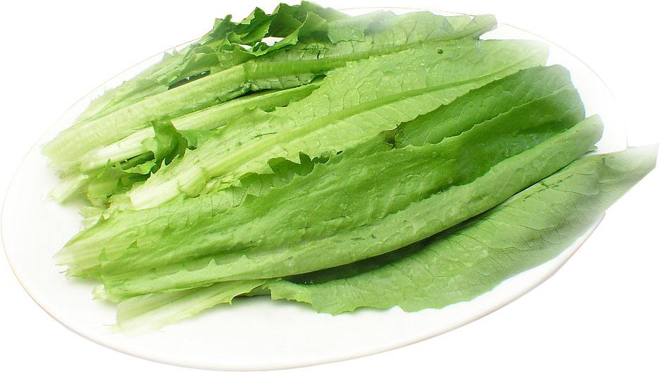 油麦菜,别名莜麦菜,是以嫩梢,嫩叶为产品的尖叶型叶用莴苣,叶片呈长