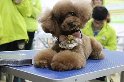 泰迪?贵宾?傻傻分不清楚|泰迪|贵宾犬|造型_新浪新闻