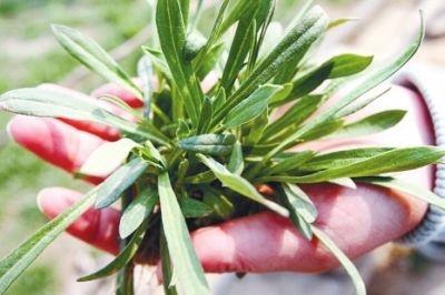 第四对:面条菜和毛妮菜这两种菜长得很像,而且都是在春天麦地生长的