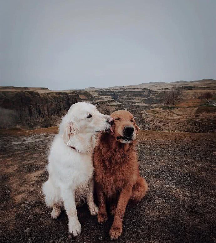 世界上最适合伴侣犬图片