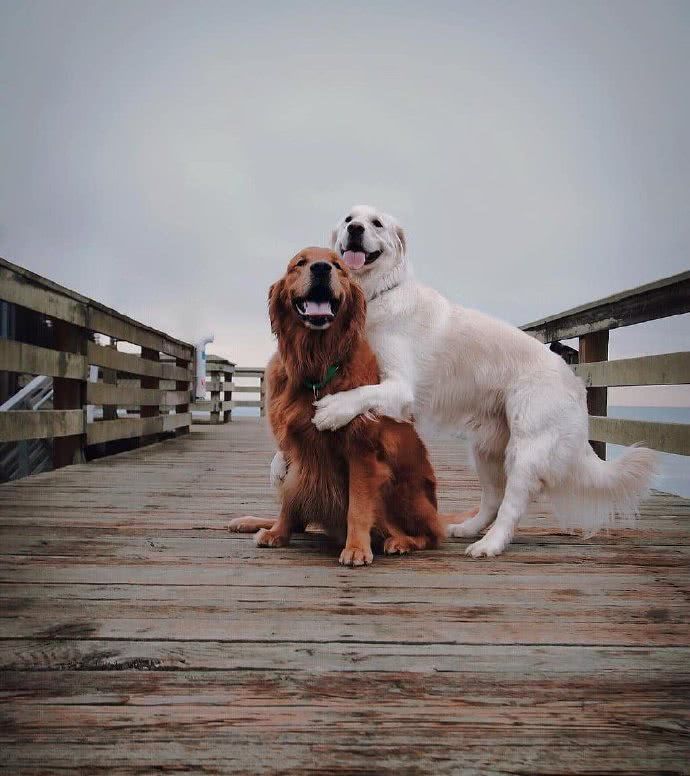 情侣金毛暖心旅行解放全姿式网友狗界典范