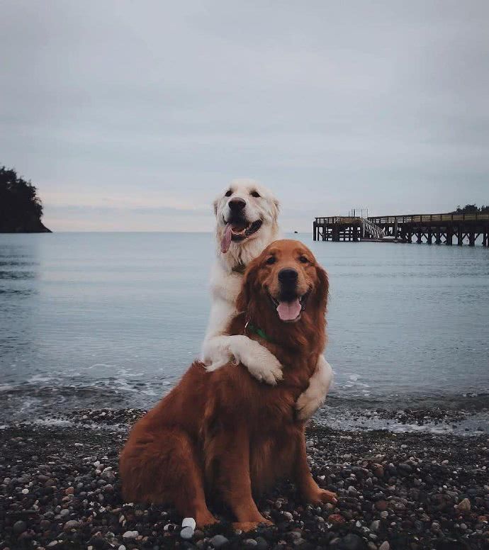 情侣金毛暖心旅行解放全姿式网友狗界典范