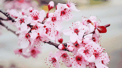 427_240gif 动态图 动图