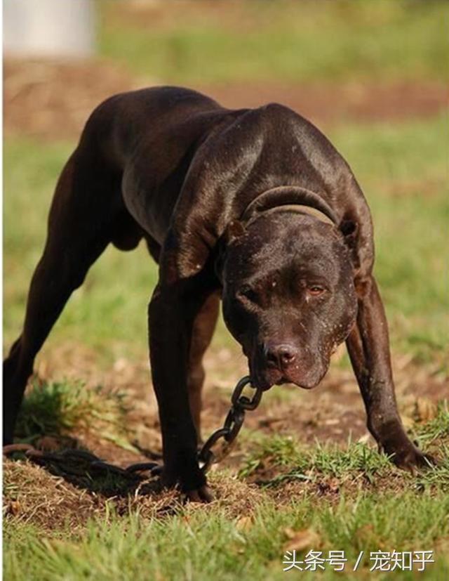 比特犬真的是世界最强猛犬吗