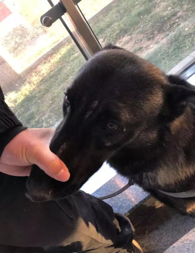 警犬脸上贴着创可贴影响颜值却是男子汉的勋章