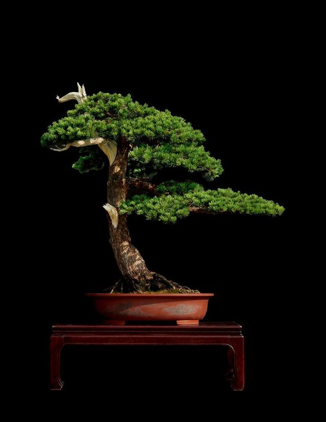 五针松盆景品种珍贵日常养护要小心造型更显气势