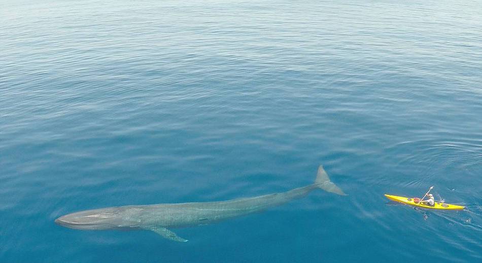 你知道蓝鲸到底有多重吗研究员形象对比看完涨见识了