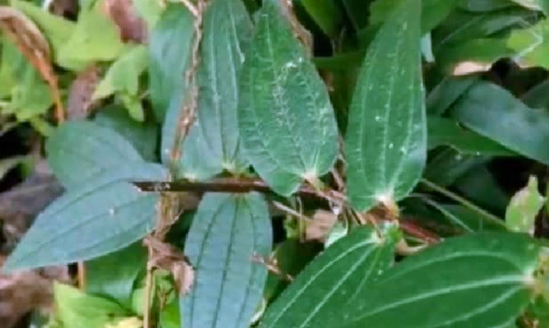 农村这种常见的野草,用来炖肉最好,还可治病,你认识吗?