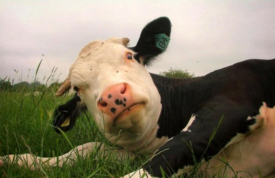 一群奶牛吃光菜园,想报警奶牛不干了:天天喝我奶,吃口菜咋了?