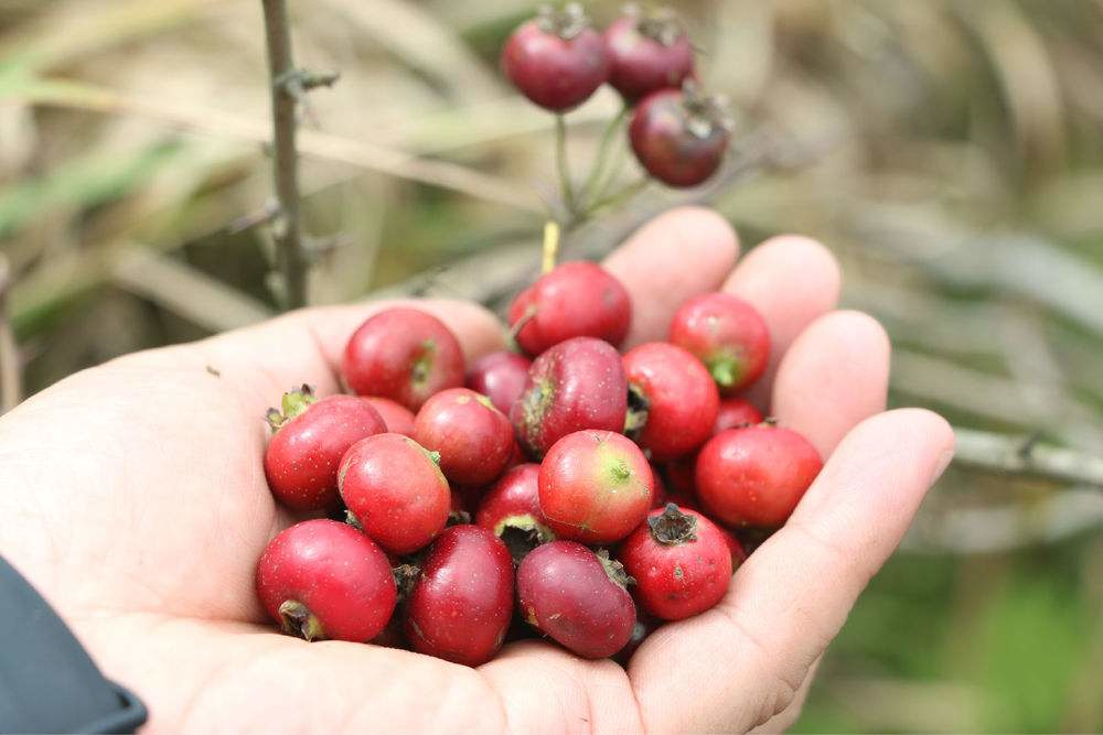 山里这种野果子,能酸掉牙齿,却是女人,孩子的最爱