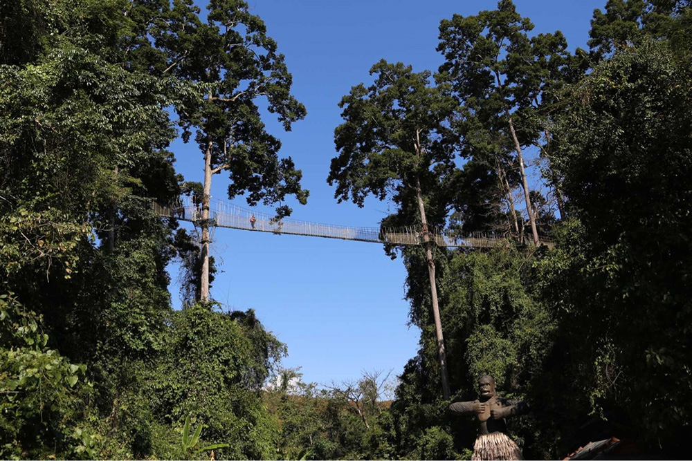 树冠走廊,行走在空中|望天树|树冠|走廊_新浪新闻