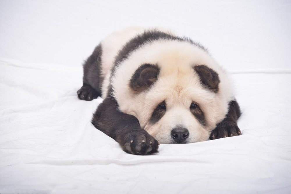 我国最古老的一种狗狗,长得像狮子,却有着一副悲苦表情|松狮|松狮犬