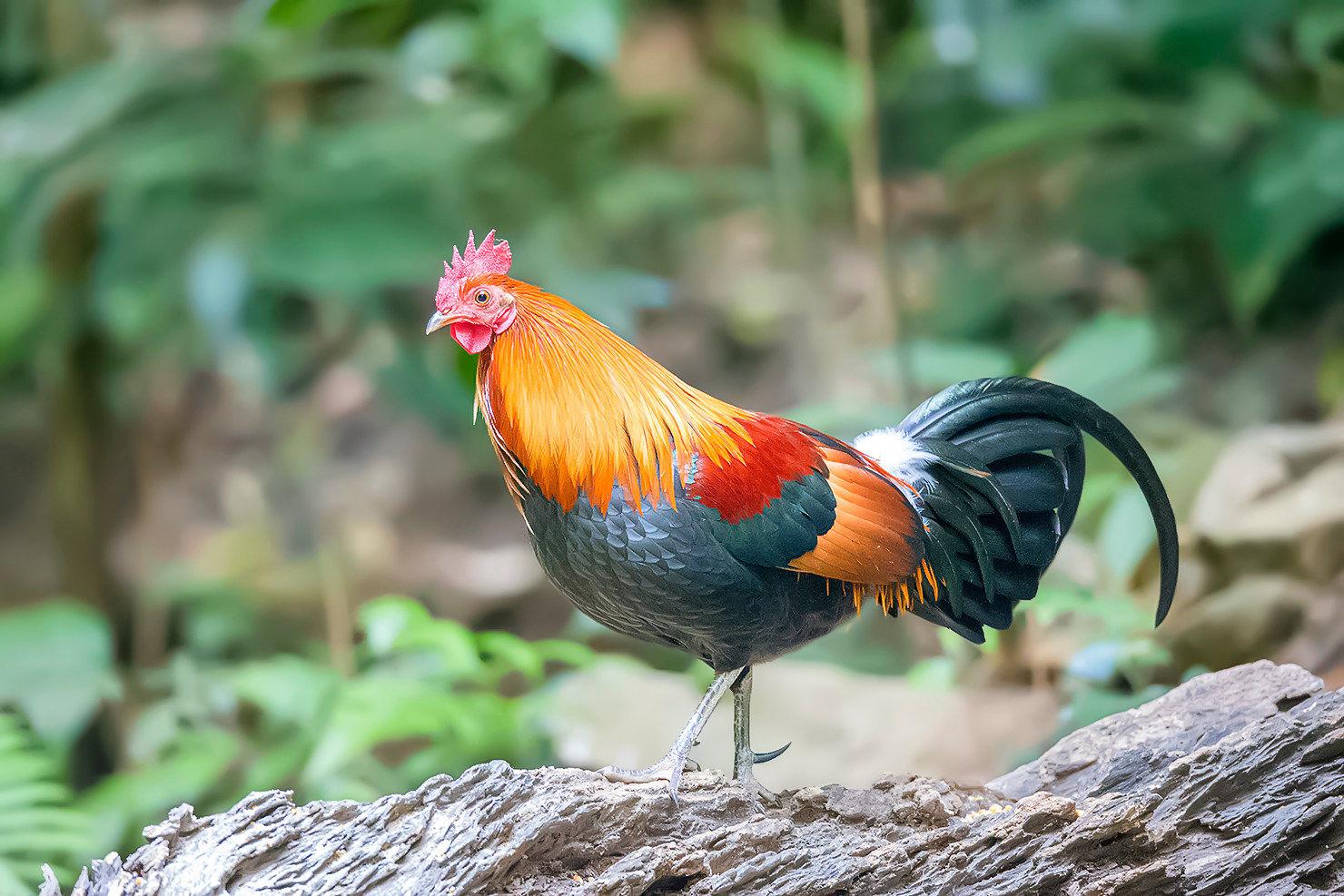 神奇!云南傣族人人家门口都养着鸡,不用来卖竟然用来观赏?