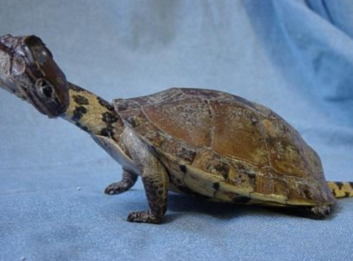 男子野外抓到一只蛇头蛇尾的"乌龟",眼尖的网友一看目瞪口呆!