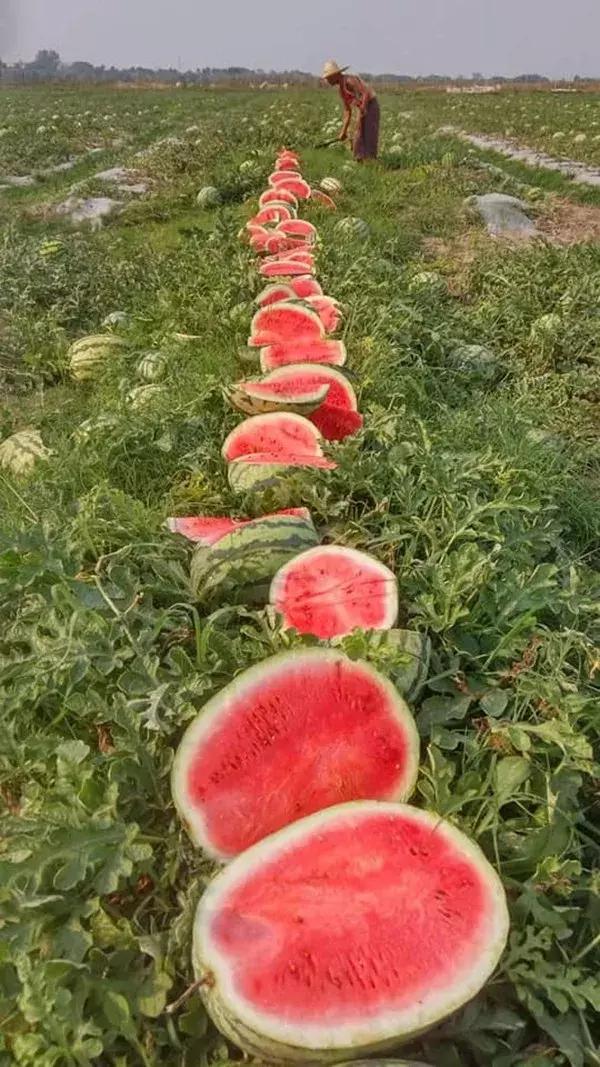 缅甸瓜农却将西瓜砍烂在地里!怎么回事?