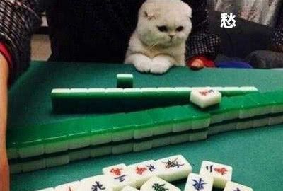 猫咪围观主人打麻将,看这一脸忧愁的表情,怕是今天要输钱了