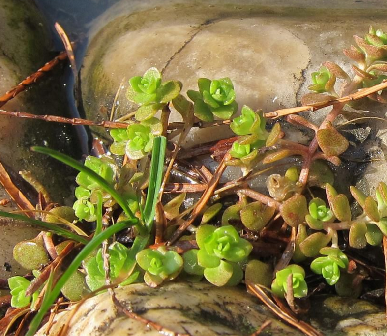 农村的这种"石头菜",一天卖1000多斤,村民靠他买了小洋房|小洋房|野菜