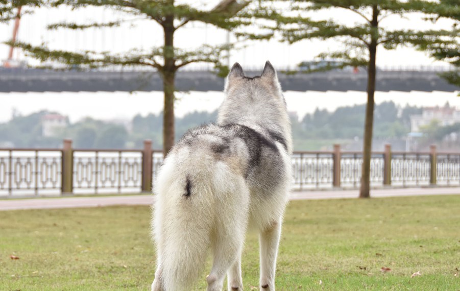 紐約雪橇犬失蹤18個月竟在2千公里外尋獲