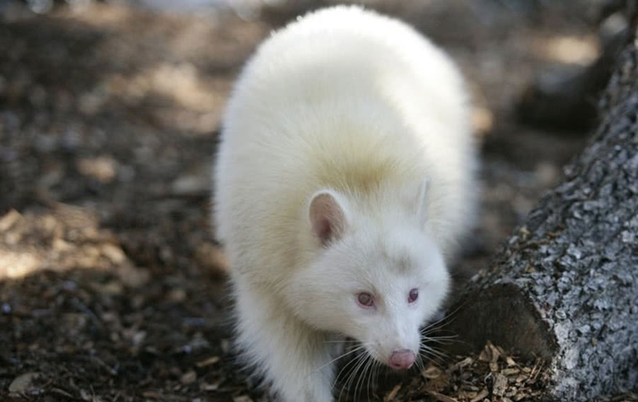 神农架动物究竟为何白化?科学界出现3种说法,每一个都难被否定