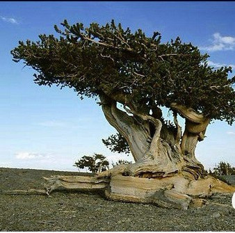 探索世界十大神奇古树