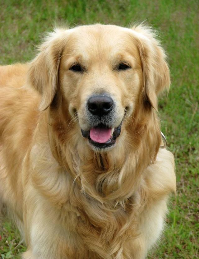 金毛回到乡下放飞自我,从稻田爬出后又掉进大坑狗:农村路太滑