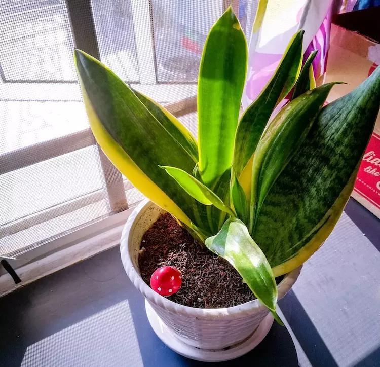 家养虎皮兰,一月吃一次"药水水",侧芽疯长,两个月就爆盆