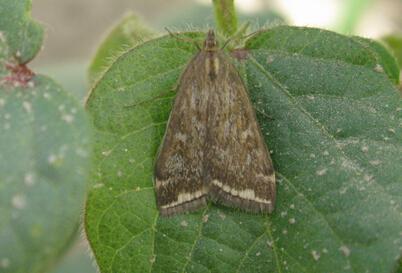 大豆|草地螟|成虫_新浪新闻