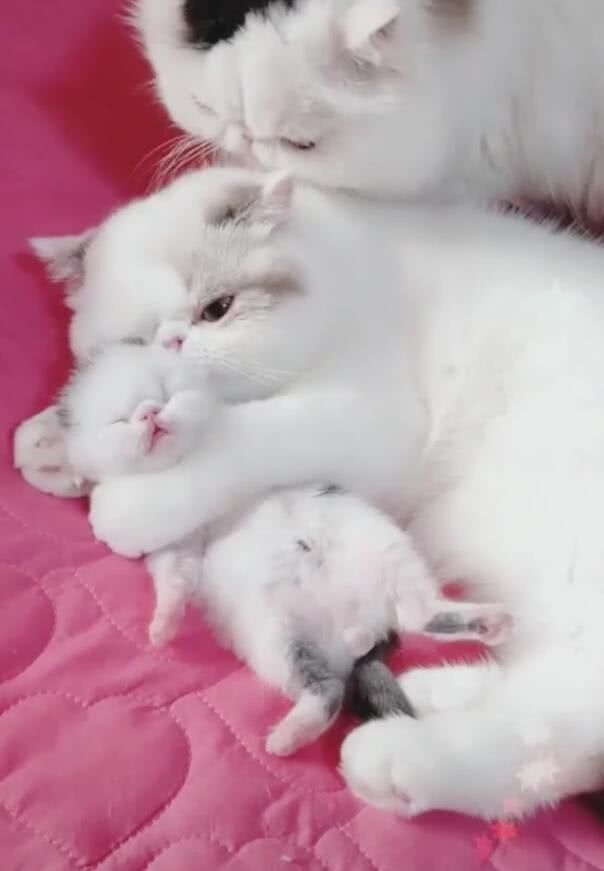 猫咪一家三口其乐融融,狠狠撒狗粮,单身狗都感觉恋爱了