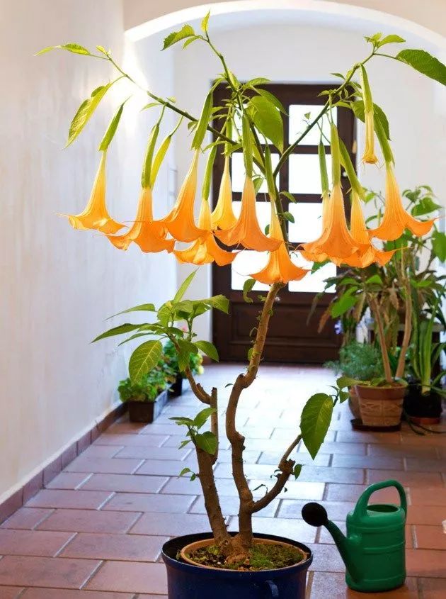 花友将曼陀罗花养成院子里的盆栽,还开出了灿烂的花朵