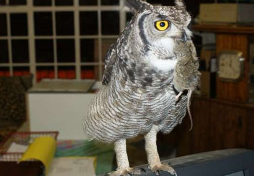 猫头鹰天天给恩人送老鼠,网友笑抽:这是报恩还是报复呢?