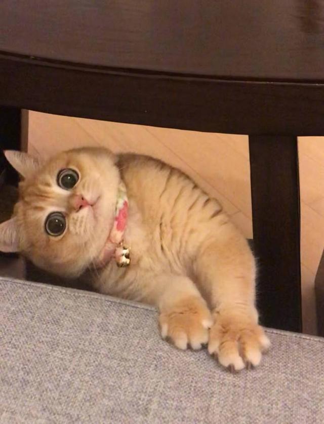 最近这只猫火了,"纯天然无公害"大眼睛,真是萌坏我了!