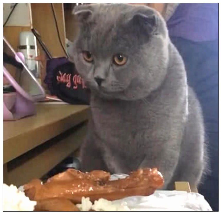 主人买了份鸡腿饭,蓝猫想吃又不敢吃,可怜的小表情萌翻了