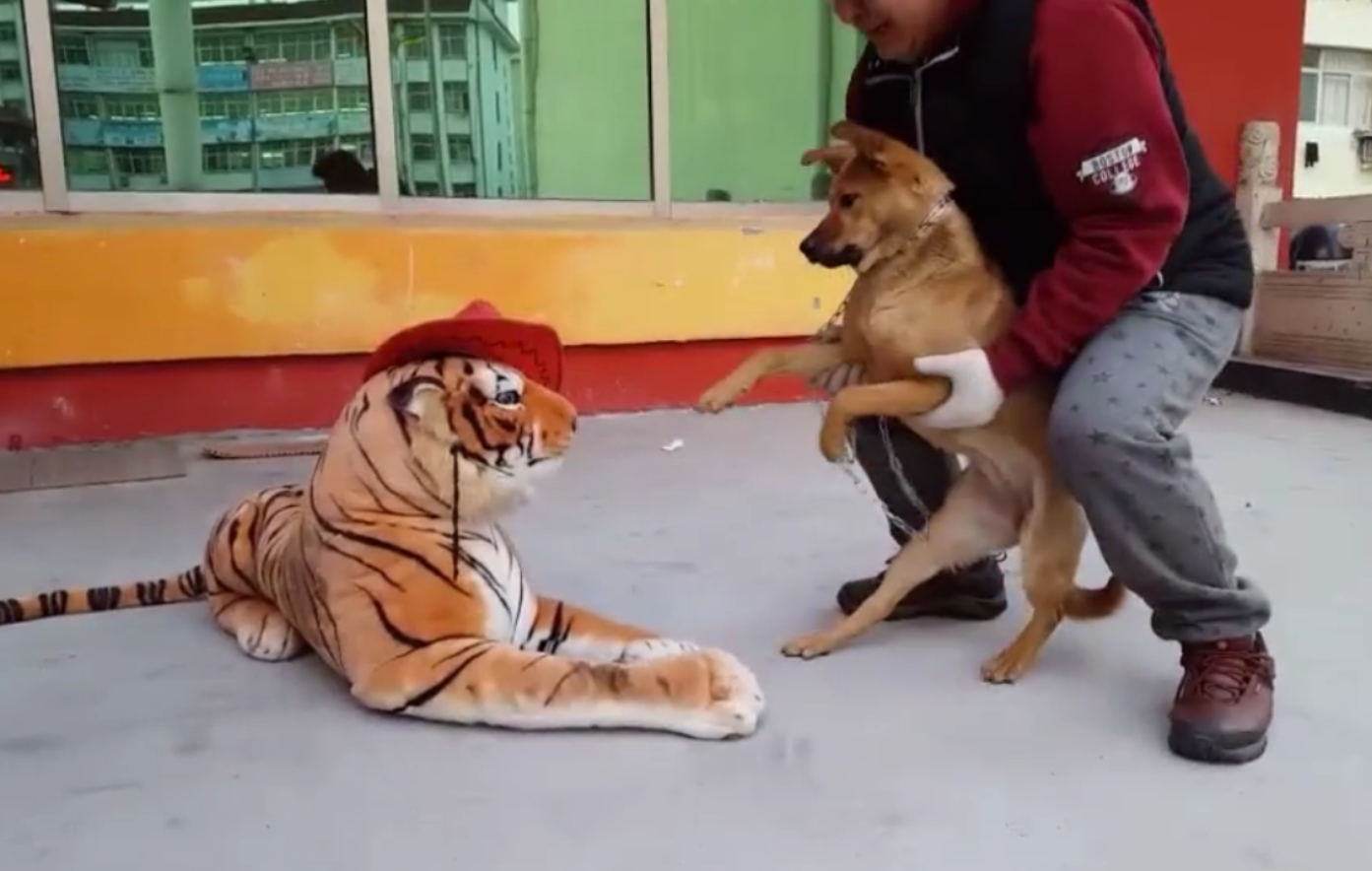 大黄狗不听话,主人拿出老虎玩偶吓唬它,狗子的表现让人笑翻了