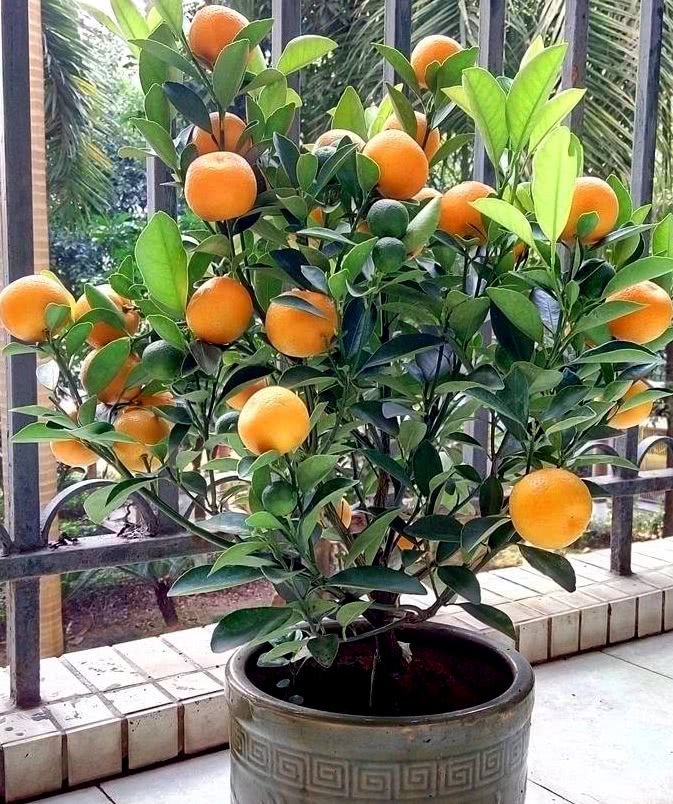 阳台放这3种水果盆景,结果一年比一年多,好看好养活!