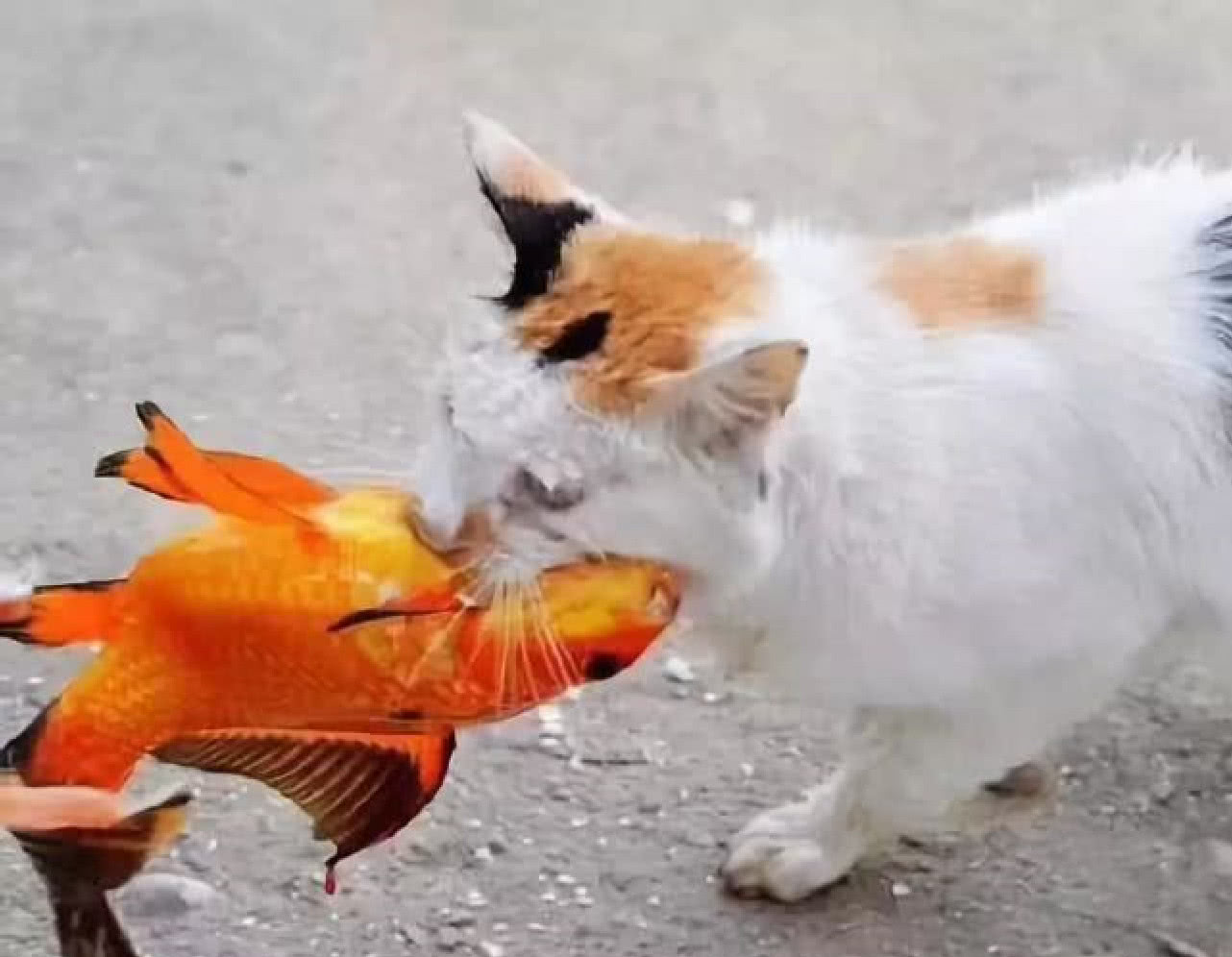 猫咪身手敏捷徒爪抓鱼,一爪一个准,成功后大摇大摆往家走去