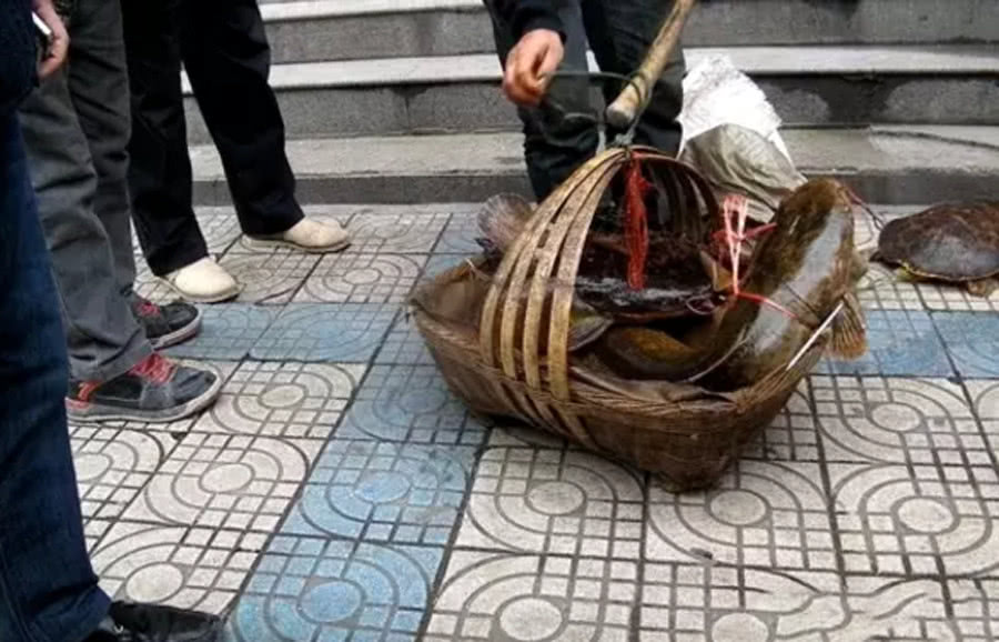 路边常有老人摆摊卖鱼,如何区分它是野生还是