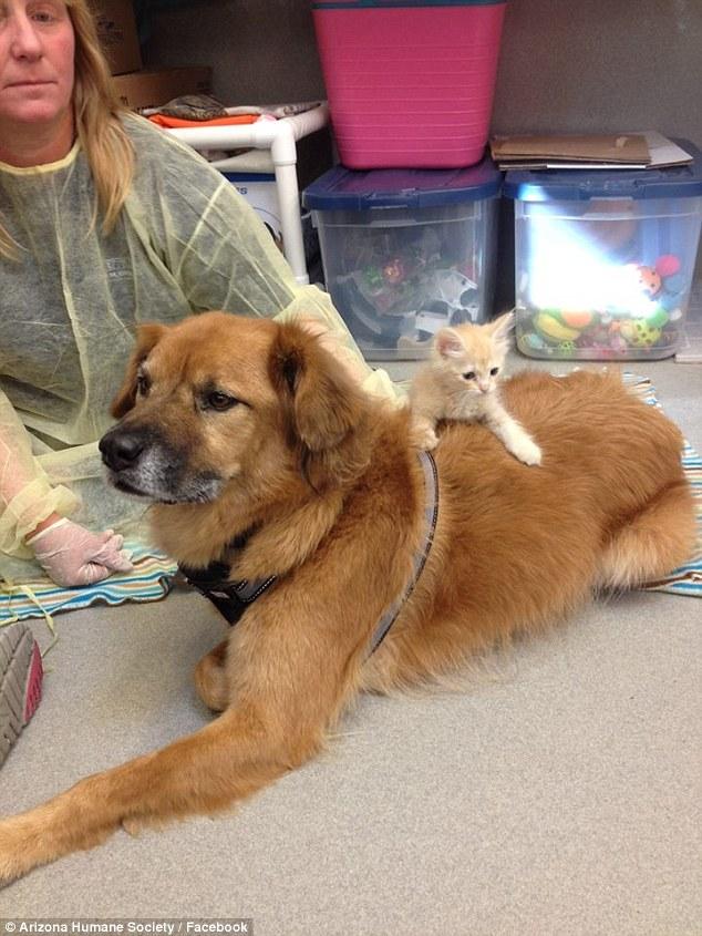 小猫喜欢这个狗狗当它们保姆,爬上狗毛茸茸的身体好开心