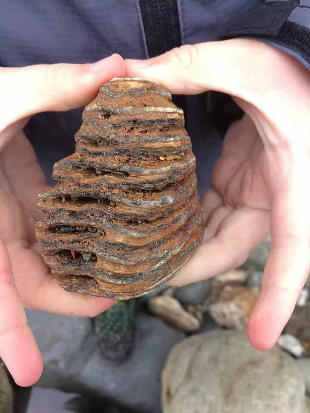 英国小男孩在"侏罗纪"海岸发现一颗4万年前的猛犸象臼齿