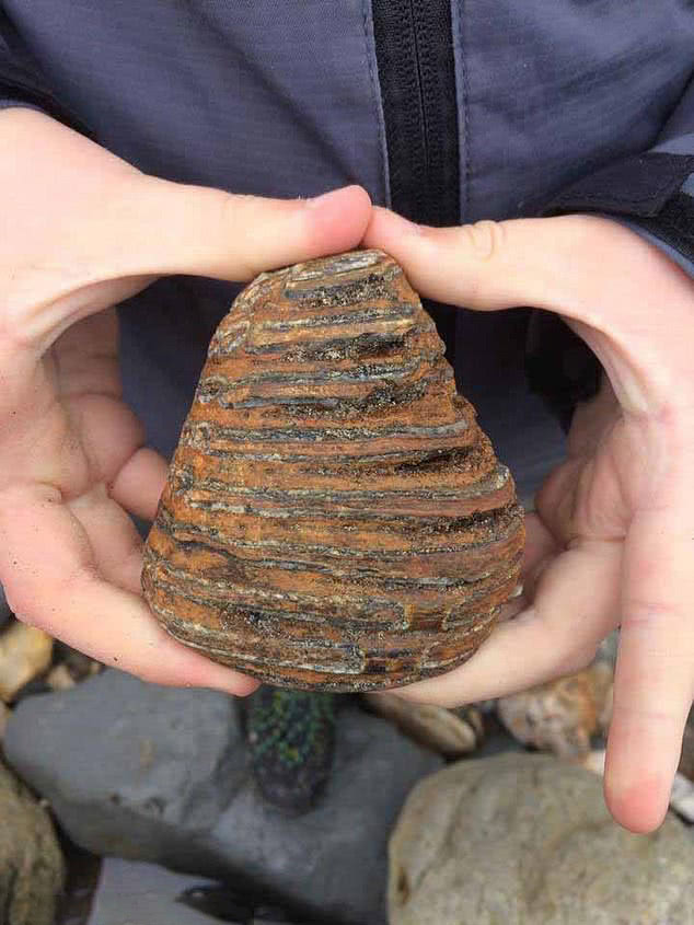 英国小男孩在"侏罗纪"海岸发现一颗4万年前的猛犸象臼齿