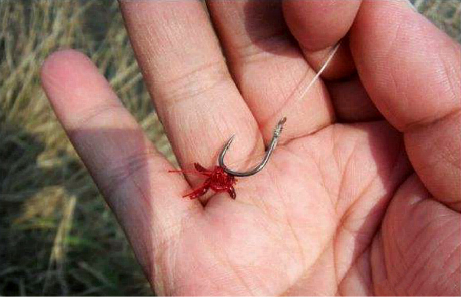 冬天钓鱼用红虫的正确姿势,钓好了一样连竿爆护
